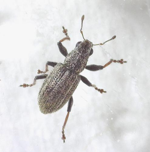 Réf. 341 280 : Sitona sp.